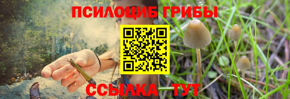 Псилоцибиновые грибы Psilocybine cubensis Троицк